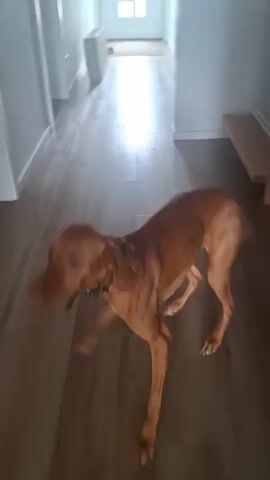 A medium-sized brown dog with a black collar is in a hallway. The dog is in motion, its body blurred in some frames due to movement. The hallway has light-colored walls and a wood-patterned floor. There is a white door at the end of the hallway, and a large cardboard box is leaning against the wall on the right side of the hallway. A white radiator is visible on the left side of the hallway, near the door.