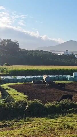 A wide shot shows a rural landscape under a hazy, partly cloudy sky. In the foreground, rows of green crops, possibly corn, are visible. To the right, a patch of dark, tilled soil sits next to a row of large, cylindrical objects wrapped in blue plastic, likely bales of hay or silage. Behind these, a small, blue water tank is visible. Further back, more fields and trees stretch towards a distant hazy mountain range. In the far distance, a few buildings and a spire-like structure can be seen. The overall impression is of an agricultural setting bathed in soft morning or afternoon light.