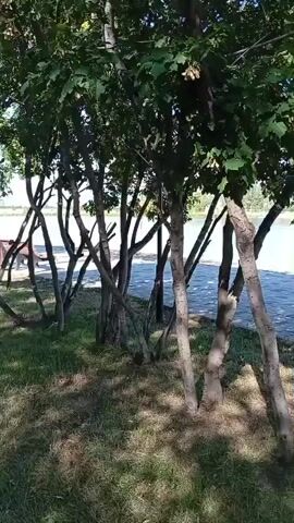 The video shows a row of thin trees with green leaves, their branches creating a tangled pattern against a bright sky. Beyond the trees, a paved walkway borders a body of water, likely a lake or river. The water is calm and reflects the sky, with a few distant structures and trees visible on the opposite bank. The foreground is covered in green grass, and the lighting suggests a sunny day.
