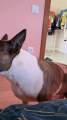 Bull Terrier recorded vocalizing in close-up footage, Chaikovsky Russia