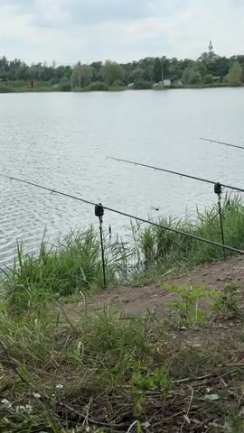 The video shows a serene body of water, likely a lake or pond, with fishing rods set up along the bank. The water is calm with gentle ripples, reflecting the overcast sky above. Tall green grass and reeds grow along the edge of the water, creating a natural barrier. Several fishing rods, propped up on black rod rests, extend out over the water. Some of the rod rests have bite indicators attached, signaling potential activity from fish. In the background, a line of trees borders the far side of the water, with a few small structures visible amongst them. A faint, hazy line of further structures or distant landscape can be seen against the sky. The foreground consists of dirt and scattered dry leaves, with some green foliage growing out of it. The overall impression is one of a quiet, peaceful fishing spot.