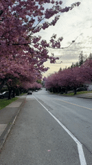 Cherry blossoms bloom over Coquitlam residential street