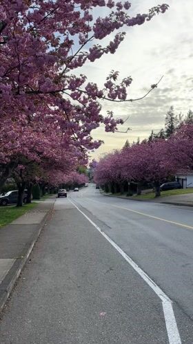 Cherry blossoms bloom over Coquitlam residential street