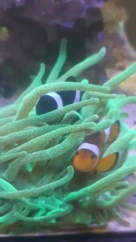 This video shows two clownfish swimming in a green anemone. One clownfish is orange and white, and the other is black and white. The clownfish are swimming around and interacting with the anemone. The background of the video is blurry but appears to be a marine aquarium.