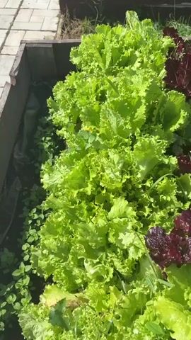 The video shows an overhead view of a garden bed filled with lettuce. There are two types of lettuce visible: a bright green, curly variety and a darker, reddish-purple variety. The plants are densely packed and appear healthy. The garden bed is made of wooden planks. The ground around the lettuce is dark soil. The lighting suggests it is daytime and sunny. The camera pans across the garden bed.