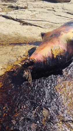 Oil-coated marine animal carcasses wash up on Kazakhstan shoreline