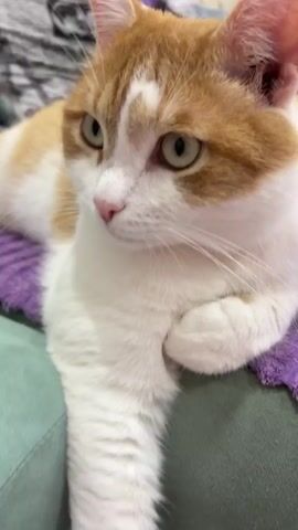 This media file is a close-up, vertical video of an orange and white cat. The cat is lying down, with its front paws crossed. Its eyes are a light green, and its nose is pink. The cat is looking slightly to the left in the first clip, then directly at the camera in subsequent clips. The background appears to be a blurry indoor setting with a purple blanket visible. The lighting suggests it is daytime. There is no visible text in the media file. The scene is static, focusing solely on the cat's face and upper body.