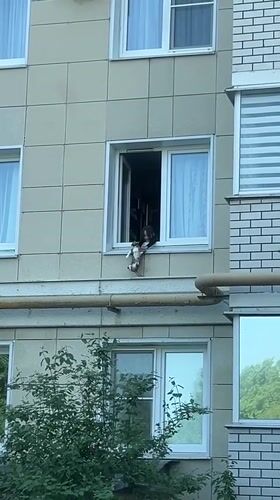 Person holds cat from second-story window in Cheboksary