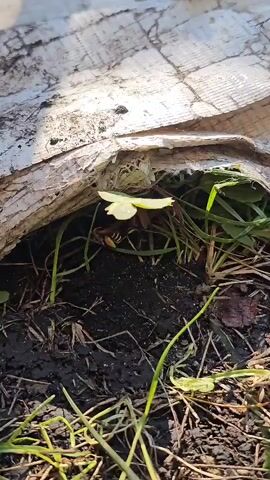 A close-up shot shows a bee crawling on the ground near a small yellow flower. The bee is mostly obscured by grass and dirt, but its striped body and wings are visible. The background is out of focus, but appears to be a wooded area with fallen leaves. The video is filmed from a low angle, giving the impression of being at ground level with the bee. The lighting is natural and soft, suggesting it is daytime. There are no human figures or other animals visible in the frame. The overall tone is peaceful and naturalistic.