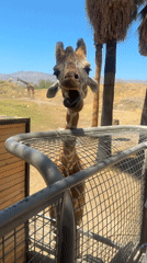Visitor records close encounters with giraffes, camels at Palm Desert zoo