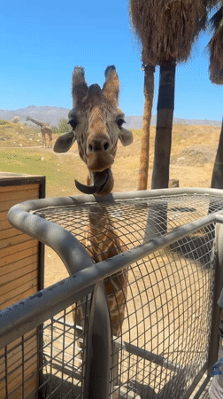 Visitor records close encounters with giraffes, camels at Palm Desert zoo