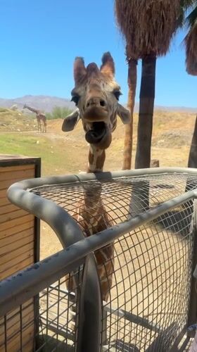 Visitor records close encounters with giraffes, camels at Palm Desert zoo