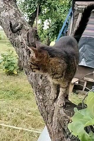 A tabby cat with black stripes and a dark brown and black tail walks on a tree branch. The cat is in the foreground of the image. The cat is looking down and to the left. The cat's tail is raised straight up in the air. The cat is facing to the right of the image. The cat is standing on a thick, rough tree branch. The cat is looking to the left, with its head down. The cat's tail is held high and straight up. The cat is in focus and sharp. In the background, there is a blurry and out-of-focus background. The background consists of green leaves and grass, as well as a shed or structure with a blue ladder. The sun is shining, and the lighting is natural. The cat is in the center of the frame. The cat's body is mostly visible. The cat's paws are visible as it walks. The cat's fur is detailed and clear. The cat's eyes are visible and appear to be green. The cat's ears are pointed and facing forward. The cat's whiskers are visible. The cat's tail is curved at the end. The cat appears to be moving from left to right. The cat's position suggests it is navigating the tree branch. The branches are rough and textured. The leaves are vibrant green. The sky is not visible. The environment appears to be an outdoor, natural setting. The overall impression is that of a domestic cat exploring its surroundings.