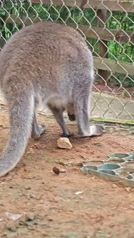A wallaby stands facing away from the camera, its tail extending to the left. The wallaby then hops forward and turns to face the camera. A person wearing a white shirt and blue shorts stands behind the wallaby, holding a bag. The wallaby is in an outdoor enclosure with a chain-link fence in the background and dirt on the ground.