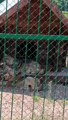 This media file shows two wolves inside a fenced enclosure with a wooden dog house. The fence is made of green metal mesh and is in the foreground. The dog house is visible in the background, with its roof and open doorway. One wolf is lying down inside the doorway of the dog house, and the other wolf is lying on the ground in front of it, partially obscured by the fence. The ground of the enclosure appears to be dirt and gravel with some sparse green vegetation. The overall scene suggests a zoo or wildlife park setting. The lighting indicates it is daytime. There is no visible text in the media file. The wolves appear calm and relaxed. The location context provided indicates that this scene is in the Miazhan Castiel Council, Belarus.