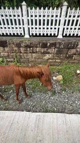 A young, thin, light-brown horse with a white blaze stands on a gravelly area beside a concrete sidewalk and a low stone wall, with a white picket fence and foliage behind it. The horse has a full brown mane and a white spot on its forehead. The horse is initially facing forward then turns toward the camera. A hand reaches out and touches the horse's nose. The person says “Здравствуйте”.