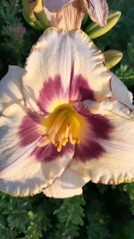 The video shows a close-up view of a single daylily flower with creamy white petals. A deep purple-red eye is visible in the center of the flower, surrounding a bright yellow and green throat. The flower's petals have ruffled edges and some appear slightly wilted at the tips. The background is blurred and consists of green foliage, with a hint of pink flowers in the upper left corner. The lighting suggests it is daytime, possibly late afternoon due to the warm glow on the flower. No people or actions are depicted.