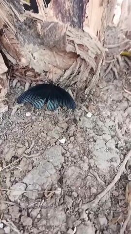 A black butterfly with blue-green striped wings is perched on dry, cracked soil at the base of a large, rough-barked tree. The butterfly's wings are spread open, revealing their intricate pattern. The ground around the butterfly is covered in dirt, small rocks, and dry leaves. The lighting suggests it is daytime.