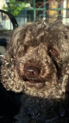 A close-up, vertical video shows a brown, curly-haired dog sitting calmly inside a car. The dog has dark eyes, a wet pink and black nose, and dark brown fur. Bright sunlight streams through the car window, illuminating the dog's face and creating strong highlights on its fur, suggesting a sunny day.

The background outside the car window is slightly blurred but appears to show some green foliage, possibly trees, and parts of buildings or structures, indicating the car is parked or driving on a street or in a parking lot. A metal bar, possibly part of the car's interior or a pet safety barrier, is visible to the left of the dog. The dog is wearing a collar with a tag visible around its neck.

A person's voice can be heard speaking softly in Russian to the dog, saying phrases like "Да, молодец. Молодец. Ой, какой красивый" (which translates to "Yes, good job. Good job. Oh, how beautiful"). The dog remains still and observant throughout the short clip. The scene is set in Yemelyanovo, Russia.