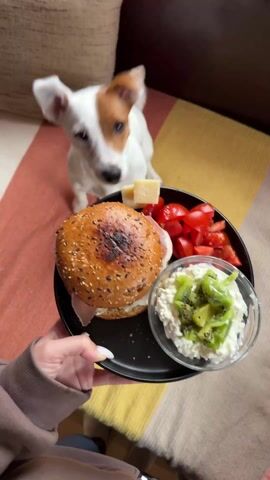 A white dog with brown patches on its head, resembling a Jack Russell Terrier, is sitting attentively on a striped blanket. The blanket has wide horizontal stripes in colors like off-white/beige, terracotta/light orange, and yellow. The dog is looking intently at a black plate of food being held by a person whose hands are visible in the foreground. The person is wearing a long-sleeved brown top and has short, neat white fingernails.

On the black plate, there is a large, round bun (possibly a bagel or brioche bun) covered in sesame seeds, appearing to be a sandwich with a filling like ham or deli meat. Next to the bun, there's a small pile of diced red tomatoes and a small, light yellow cube of cheese. In a separate small, clear glass bowl on the plate, there's a serving of white, lumpy food (likely cottage cheese or ricotta) topped with diced green fruit, which appears to be kiwi.

The dog licks its lips twice during the short video, showing clear interest and anticipation for the food. The setting appears to be a comfortable indoor environment, possibly a living room, with a dark brown sofa or cushion visible in the background.