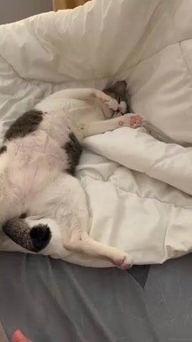 A cat is lying on its back on a bed, seemingly asleep. Its paws are extended, and its belly is exposed. The cat has white fur with brown patches. A person's foot and leg are visible in the foreground, with a hand gently touching the cat's paw. The bed is covered with white and gray bedding. The lighting suggests an indoor environment, possibly a bedroom.