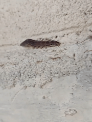 Urban wildlife spotted in Lhokseumawe: caterpillar and cats documented