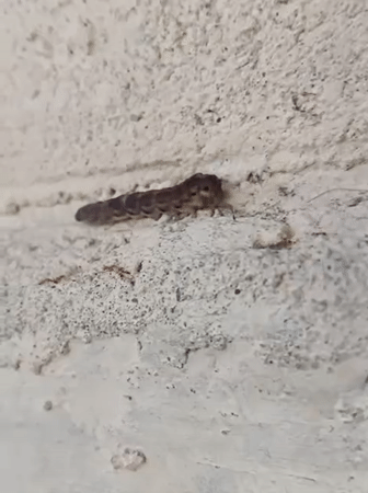 Urban wildlife spotted in Lhokseumawe: caterpillar and cats documented