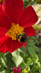 Bumblebees and blooms in a Votkinsk summer garden