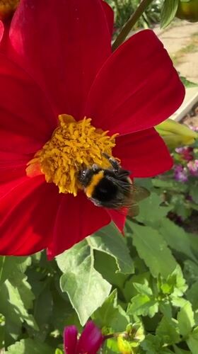 Bumblebees and blooms in a Votkinsk summer garden