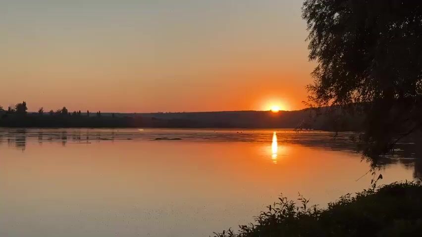 The video captures a serene sunset over a wide river. The sun is a brilliant orange orb, partially obscured by a distant, tree-lined hill, casting a shimmering golden reflection on the water's surface. The sky is a gradient of warm oranges and soft yellows, fading into a pale orange hue at the top. On the river, several white birds, possibly swans, are visible swimming peacefully. The foreground shows the dark silhouette of a tree branch and foliage on the right bank, and a subtle hint of a grassy bank on the left. The water is calm, with only slight ripples disturbing its glassy surface. Tiny dark specks, likely insects, dot the lower part of the water's surface. The overall atmosphere is tranquil and picturesque.