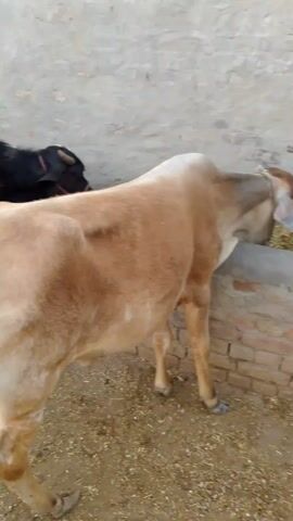 The video features a group of domestic livestock, likely a mix of cows and water buffaloes, in an outdoor pen or farmyard setting.

The subjects include at least five animals. One prominent animal is a light tan or light brown cow, which appears somewhat lean with a visible backbone and ribs. The other animals are predominantly dark brown or black, resembling water buffaloes or dark-coated cattle.

The scene is set in a rustic enclosure with a packed dirt ground and rough brick walls, indicating a rural environment. A low, brick feeding trough or manger runs along one of the walls.

The primary activity depicted is feeding. Most of the animals are lined up side-by-side along the brick trough, with their heads down, actively consuming green fodder, which appears to be fresh-cut grass or a similar leafy feed. The light brown cow is initially seen walking briefly before it also approaches the trough to feed.

Notable details include the daytime lighting, which appears soft, suggesting an overcast day or early morning/late afternoon, as there are no harsh shadows. No human subjects are visible, and there is no discernible text in the video. The animals seem focused on their feeding activity. The location context is Karamsar, Pakistan.
