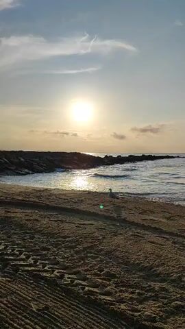A serene beach scene unfolds as the sun ascends, casting a warm glow across the sand and water. The sun, a bright orb in the sky, is partially obscured by wispy clouds, creating a soft, diffused light. Gentle waves lap at the shore, their crests shimmering with reflected sunlight. A lone seagull stands near the water's edge, its silhouette sharp against the bright sea. In the foreground, tire tracks are imprinted in the damp sand, hinting at past activity. A rocky jetty extends into the water, creating a breakwater that guides the waves. The overall atmosphere is one of tranquility and natural beauty, capturing the peaceful transition from dawn to day.
