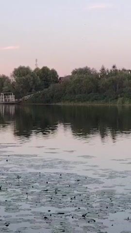A jet ski, operated by a person wearing an orange vest, speeds across a calm lake, leaving a white spray in its wake. The lake is partially covered with lily pads, and the opposite shore is lined with trees and houses under a pale pink sky.