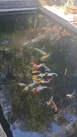 A school of koi fish swim in a pond. The fish are of various colors including white, yellow, orange, and red. The pond is surrounded by a concrete border. The water is murky and appears to contain aquatic plants. Sunlight reflects off the surface of the water.