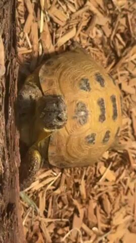 The video shows a tortoise resting on a bed of wood chips. The tortoise's shell is mostly yellow with black markings. It has its head extended and is looking towards the camera. A piece of bark is visible on the left side of the frame. The scene appears to be shot in an outdoor environment with natural lighting.