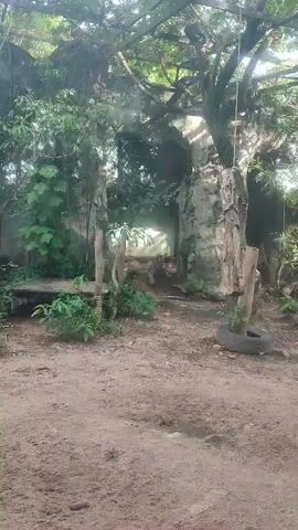The camera focuses on a sandy area, then zooms in on a tiger lying within a stone-like structure, surrounded by green plants. The structure appears to be a habitat enclosure.  A tree branch and a tire are visible in the foreground, and the entire scene is bathed in sunlight.