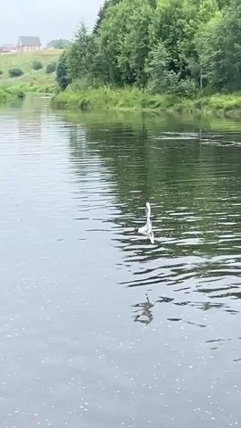 A bird flies over a river. The bird is white with black markings on its wings and head. It is in mid-flight, with its wings spread. The river is calm and reflects the sky. The banks of the river are lined with trees and grass. In the background, there is a house on a hill. The sky is overcast.