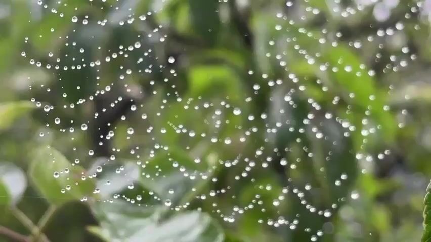 A spider is visible in the center of the frame, on a spiderweb covered in water droplets. The background is blurred green foliage.