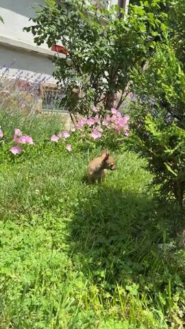 A small brown chihuahua puppy stands in a grassy area with pink flowers and trees. A tabby and white cat enters the frame from the right and approaches the puppy.