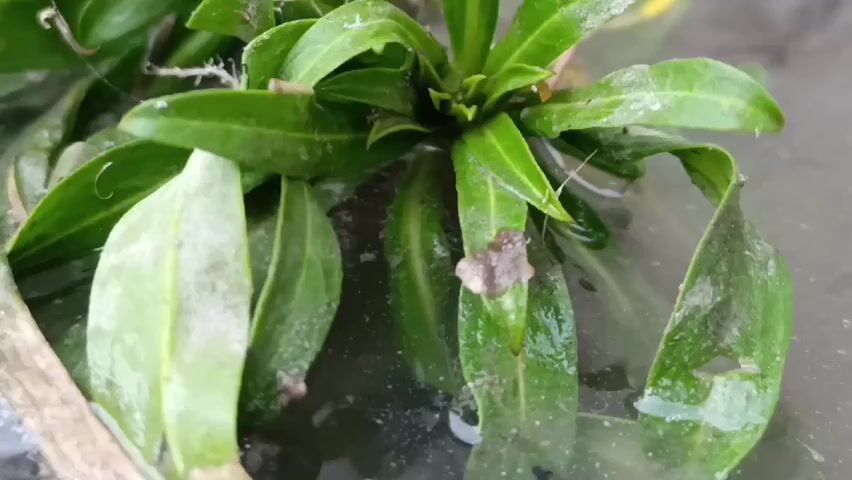 The video shows a close-up of a small green plant with narrow leaves, partially submerged in water. The leaves are slightly dusty or have some sediment on them. There are some thin, white strands, possibly spider webs, present on the plant. A small, brown, leaf-like object is resting on one of the leaves. The background is a blurry, indistinct surface, possibly the bottom of a container. The camera appears to be still, and the lighting is soft.
