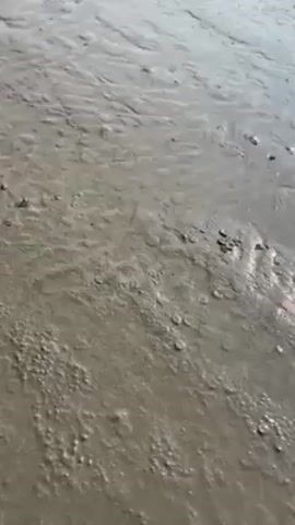 The video shows a close-up view of a muddy, sandy shore. The ground is mostly grey with small indentations and marks across the surface. The texture appears wet and slightly reflective. There are tiny pebbles and possible debris scattered throughout the area. The video is relatively still.