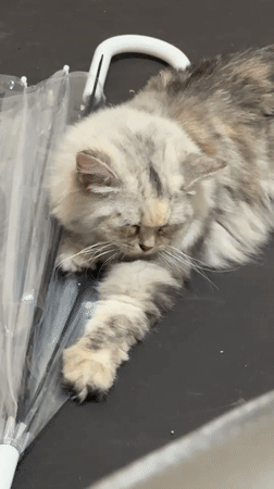 Evening gaming and cat watching in Jiulongpo District