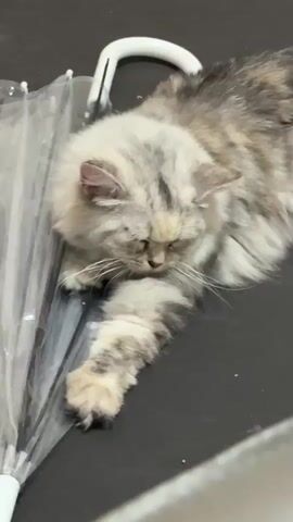 The video shows two cats sleeping on a dark surface next to a partially opened clear umbrella. One cat is an orange tabby kitten, curled up with its paws near its face. The other is a long-haired cat with gray and white fur, lying with its head near the umbrella handle. Both cats appear to be relaxed and undisturbed.