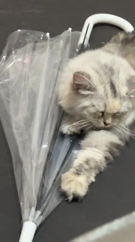 Evening gaming and cat watching in Jiulongpo District