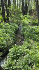 Woman documents morning walk through Chaikovsky Russia nature areas
