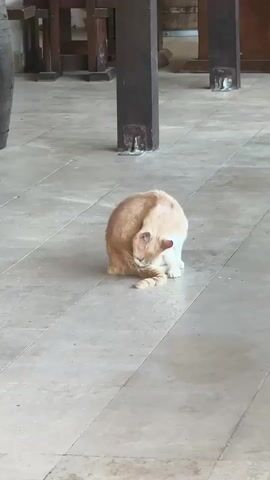 An orange and white cat sits on a light-colored tiled floor, actively grooming itself by licking its tail. In the background, dark wooden furniture and a dark pillar are visible.