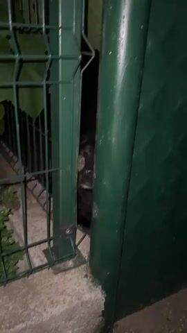 A black dog peeks through a gap in a green metal gate, looking at a piece of meat held by a hand. The dog is dark-colored and appears to be a medium-sized breed. The background is dark, suggesting it is nighttime or a poorly lit area. The gate is green and appears to be made of metal mesh and solid panels. The hand is holding a piece of meat that is reddish-brown and appears to have some fat on it. The dog's snout and teeth are visible as it looks at the meat. The video is short, showing the dog's reaction to the food.