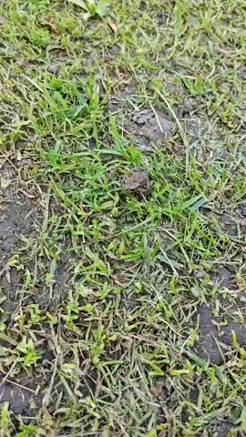 The video shows a close-up view of a small brown frog camouflaged against the green grass and dark soil. The frog is still and appears to be resting among the blades of grass. The camera is positioned slightly above the frog, looking down at it. The lighting is natural, suggesting an outdoor environment. The focus is sharp on the frog, with the background slightly blurred. There are no other animals or humans visible in the frame.