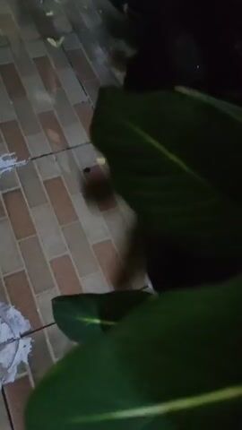 A black and white cat with yellow eyes is shown from a high angle. The cat is looking down at something off-camera. The cat's body is mostly black with white paws and a white patch on its face. The cat is on a floor with a tiled pattern of brown, beige, and white squares. There is a green plant in the upper right corner of the frame and a thin stick or branch in the center of the frame, held in the cat's mouth.