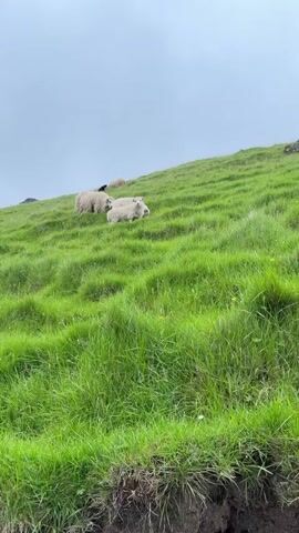 The video shows a flock of sheep grazing on a grassy hillside under a cloudy sky. The sheep are mostly white and appear to be of a medium size with thick wool. One sheep in the foreground is looking directly at the camera with its mouth open. Other sheep are scattered on the hillside, some lying down and others grazing. The grass is green and appears lush. There is a dark-colored object, possibly another sheep or a shadow, further up the hill. The camera is positioned at a lower angle, looking up at the sheep. The video is short, showing a static scene with minimal movement from the sheep.